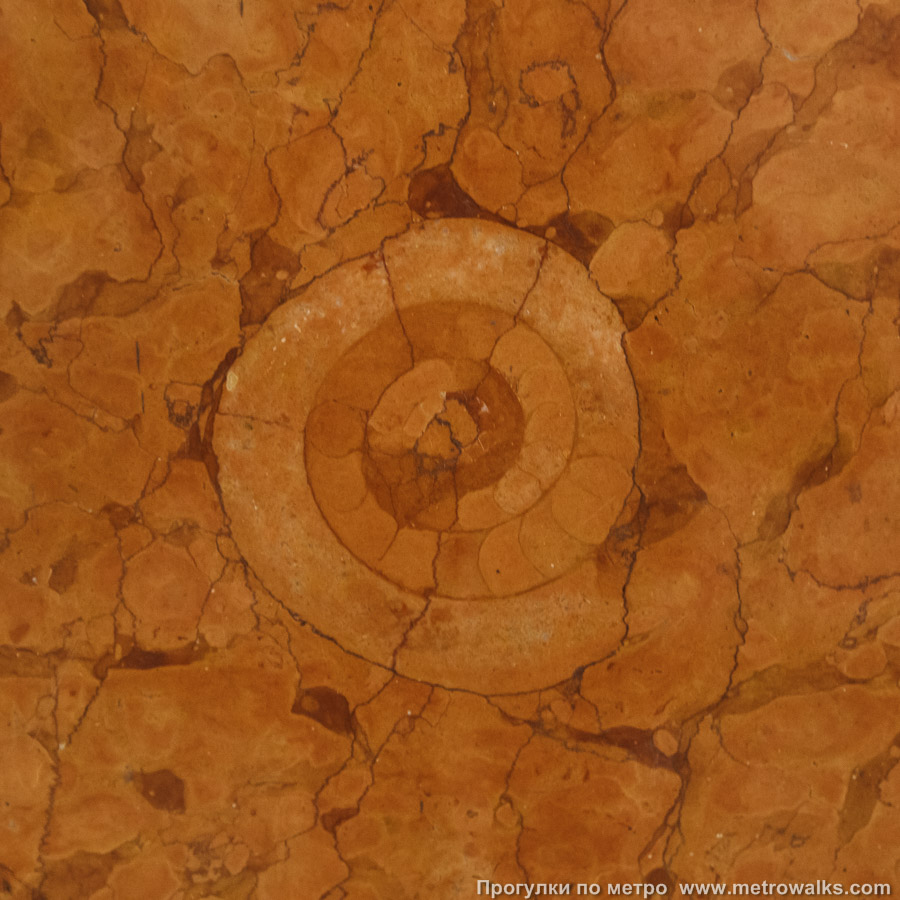 Станция Парк Победы (Солнцевская линия, Москва). В мраморе, которым отделаны пилоны, встречаются окаменелости аммонитов — головоногих моллюсков, вымерших десятки миллионов лет назад.